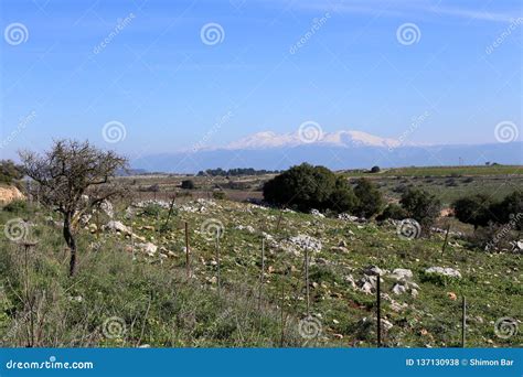 Snow lies on Mount Hermon stock photo. Image of grass - 137130938