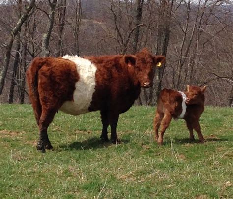 Red Belted Galloway | Galloway cattle, Cow calf, Belgian blue cattle