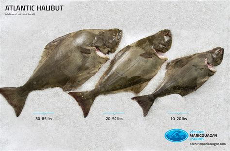 Atlantic halibut, distributor - Pêcherie Manicouagan Québec