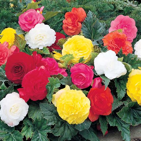 Himalayan Flower Nursery: Begonia Bulbs or Tubers