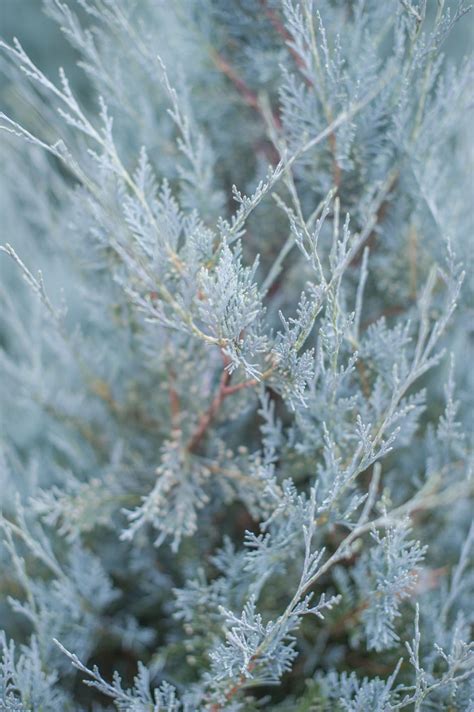 JUNIPER MOONGLOW For Sale in Boulder Colorado