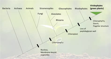 Basic cladogram of clades prior to green plants : botany