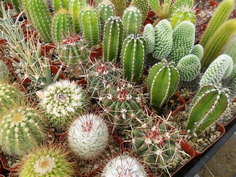 12 Cactus Awesome Plants Perfect For A by SucculentsGalore on Etsy