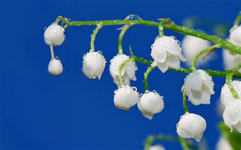 高清超大鲜花桌面壁纸图片