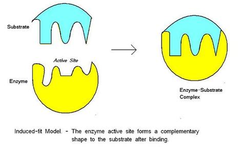 Enzymes – MHCC Biology 112: Biology for Health Professions