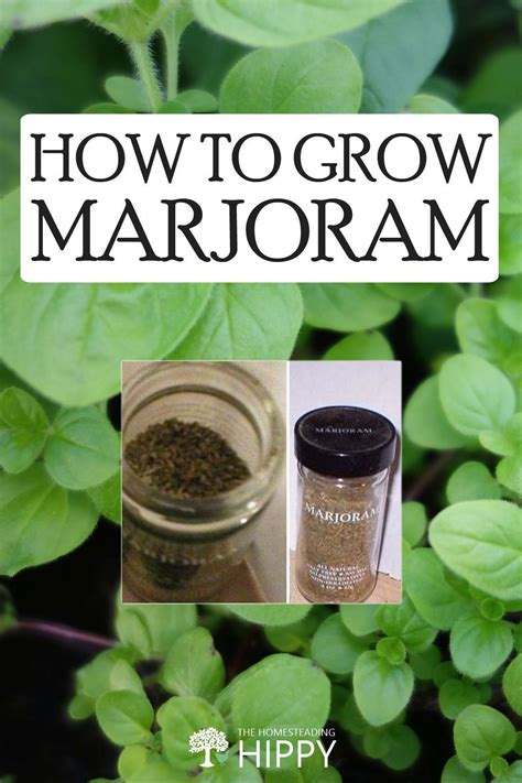 How to Grow Marjoram – So Easy! * The Homesteading Hippy | Marjoram plant, Marjoram, Benefits of ...