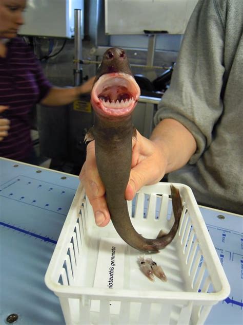 Do Sharks Have Tongues? - A-Z Animals