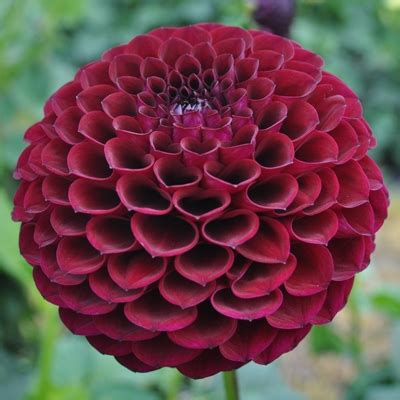 Dahlia George Marston - Halls of Heddon in 2023 | Dahlia, Mini plants, Dahlia flower