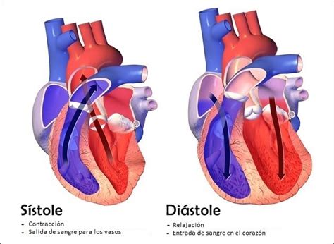 Cuadros comparativos entre sístole y diástole | Cuadro Comparativo