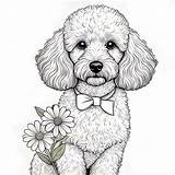 18 Best Poodle Coloring Pages Free Printable PDFs sketch template