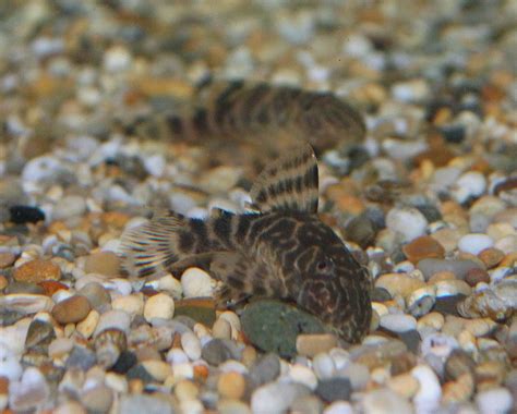 Clown Pleco (L104, LDA022, L162) (5-8cm) - SWEET KNOWLE AQUATICS ONLINE SHOP