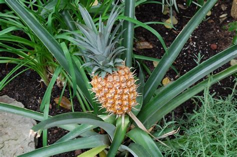 Five Simple Tips To Growing Pineapple Tops Into Beautiful Plants