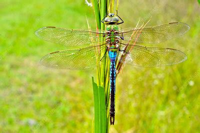 Green Darner Dragonfly - Stock Image - F031/6044 - Science Photo Library