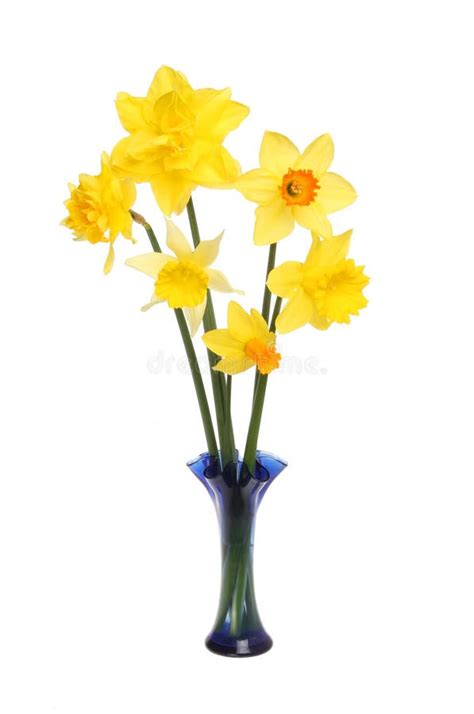 Daffodil arrangement stock photo. Image of daffodil, spray - 36563282