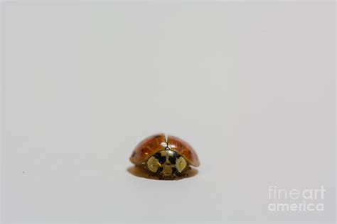 Ladybug macro Photograph by Andrea Incerti