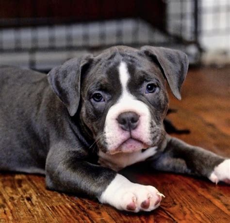 American Bully Puppies For Sale | Jersey City, NJ #309183