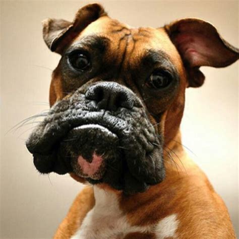 Best 25+ Funny boxer ideas on Pinterest | Funny boxer puppies, Funny ...