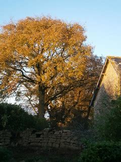 'My' new oak tree ... | ... at least, my new view of the oak… | Flickr