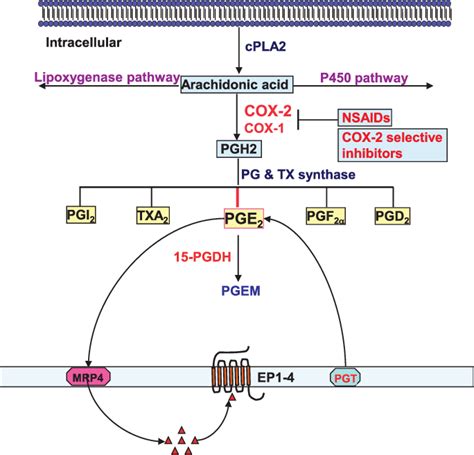 An overview of prostanoid synthesis pathways. Arachidonic acid (AA) is... | Download Scientific ...