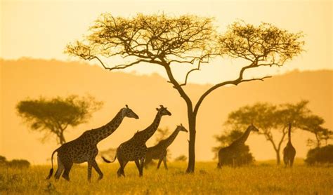 5 eco-friendly safari holidays in Africa