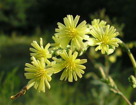 Lactuca serriola - Изображение особи - Плантариум