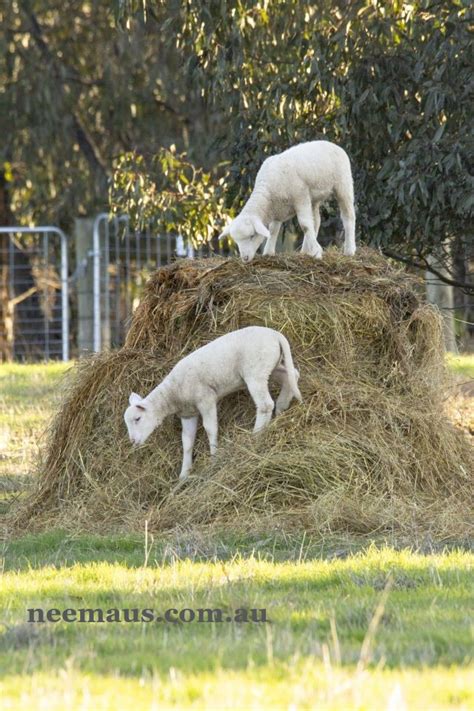 Farm Animal Food Supplement 1kg - Neeming Australia