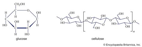 Cellulose | Definition, Uses, & Facts | Britannica