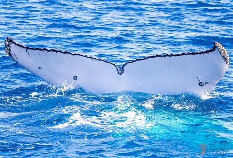 An exciting experience Whale watching: Hervey Bay, Australia