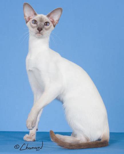 Siamese Cat Breeders: Fanciers Breeder Referral List | Siamese cat ...