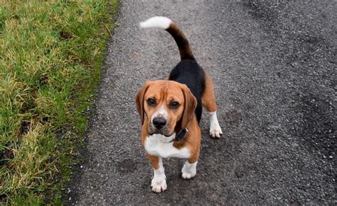 Beagle Names - 170 Cute And Unique Names For Your Beagle Puppy - Petmoo