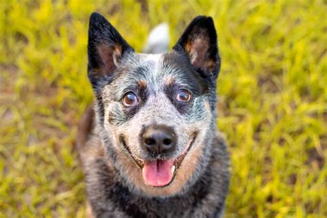 Blue Heeler Lifespan: How Long Do These Pups Live? - A-Z Animals