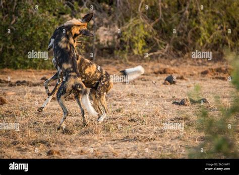 African wild dogs playing together Stock Photo - Alamy