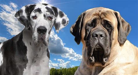 Largest dog breeds in the world, world's tallest, heaviest dog, giant dogs