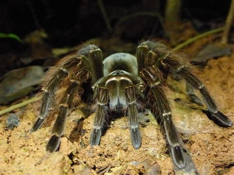 Goliath Birdeater in March 2017 by Julien B. · iNaturalist