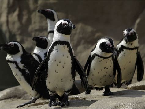 African Penguins Tell Each Other Apart by Their Polka Dot Patterns ...