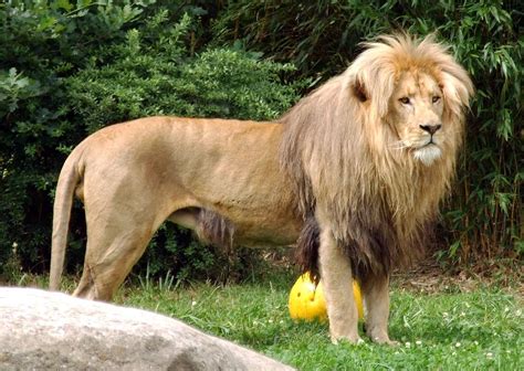 Katanga Lion | African lion, Animals, Wild cats