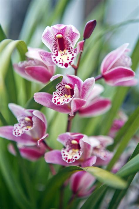 Orchid Types List