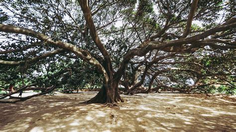 Moreton Bay fig tree | High-Quality Stock Photos ~ Creative Market