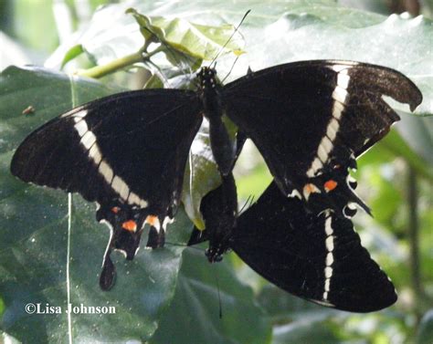 Image Gallery | Butterflies and Moths of North America