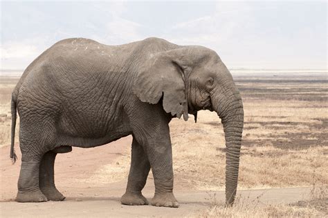 File:Loxodonta africana - old bull (Ngorongoro, 2009).jpg - Wikimedia Commons