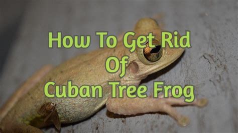 Cuban Tree Frog Control Methods - Ways To Get Rid Of Them