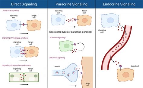 11.2 Types of Cell Signaling – College Biology I