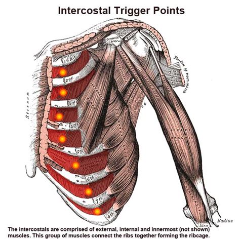 Intercostal Muscles: Rib Pain, Breathing Difficulty - The Wellness Digest