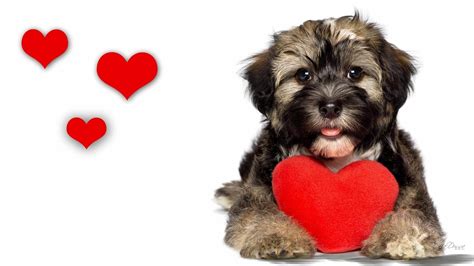 Puppy Valentine's Day Wallpapers - Wallpaper Cave