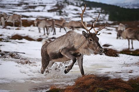 IN PICTURES: Santa's reindeer living in the Cairngorms National Park