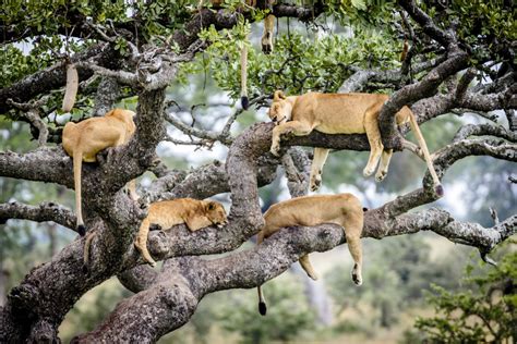 Rare photos show Serengeti lions napping in a tree - Men's Journal