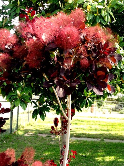 Red Smoke tree * Photo by Suzanne * Fort Worth, TX * April 29, 2013 | Smoke tree, Red smoke ...