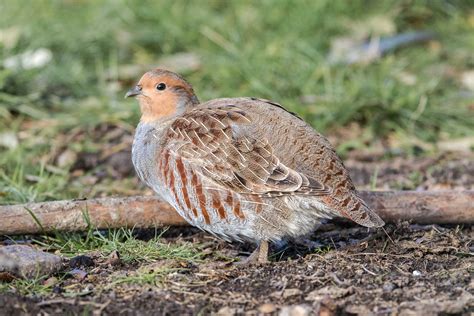 Grey Partridge by Ian Bollen - BirdGuides