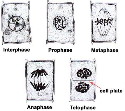 Prophase Plant Cell