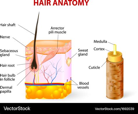 Hair anatomy diagram Royalty Free Vector Image